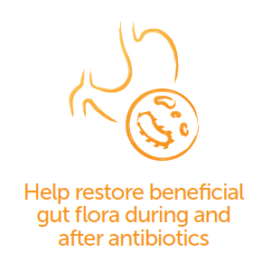 Help restore beneficial gut flora during and after antibiotics.